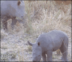 Gif animé bébébrhinocéros